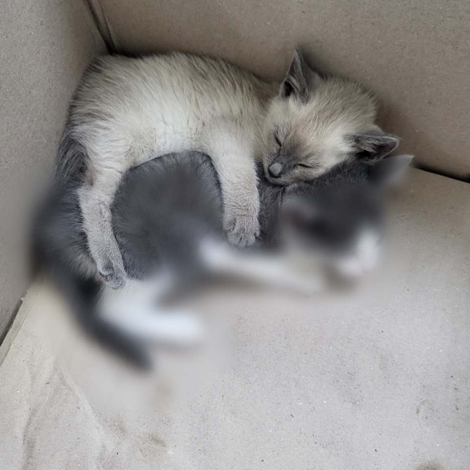 [고양이] 믹스묘 충남-예산-2025-00083 유기동물 배경 이미지 입니다.
